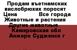 Продам въетнамских вислобрюхих поросят › Цена ­ 2 500 - Все города Животные и растения » Другие животные   . Кемеровская обл.,Анжеро-Судженск г.